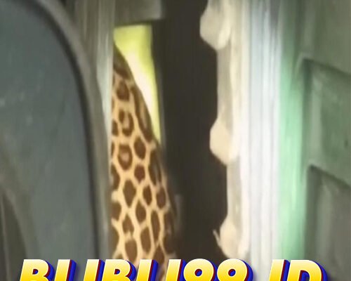 Momen Menegangkan Evakuasi Macan Tutul dari Balai Desa Kuningan